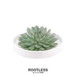 Echeveria Pulidonis in schaal 'wit'
