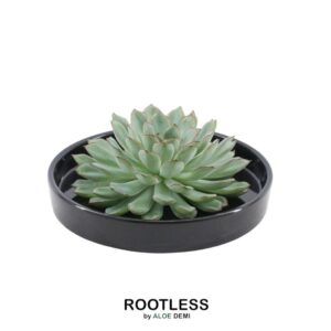 Echeveria Pulidonis in schaal 'zwart'