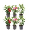 Dipladenia Mandevilla Mix | 6 stuks