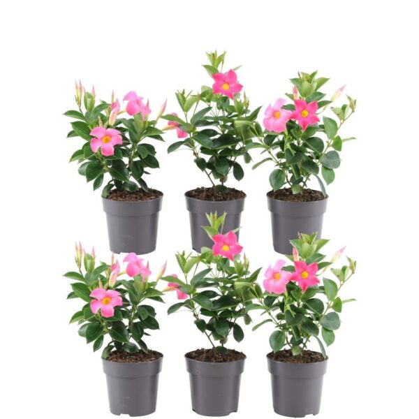 thumbnail_6000-47.jpg Dipladenia Mandevilla roze | 6 stuks
