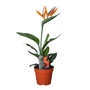 thumbnail_6000-57.png Strelitzia Reginae met Kunstbloem