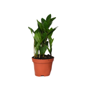 thumbnail_6000-61.png Zamioculcas