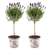 Lavandula stoechas Anouk op stam in Lavendelprint sierpot | 2 stuks