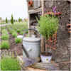 Lavandula stoechas Anouk op stam in Lavendelprint sierpot | 2 stuks