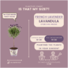 Lavandula stoechas Anouk op stam in Lavendelprint sierpot | 2 stuks