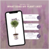 Lavandula stoechas Anouk op stam in Lavendelprint sierpot | 2 stuks