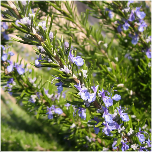 thumbnail_6000-98.png Rosmarinus officinalis | 72 stuks | Rozemarijn