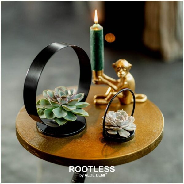 ROOTLESS Succulent Echeveria Pulidonis op Deco tafelstandaard