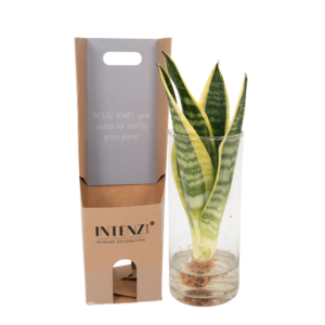 thumbnail_6000-12.png Sanseviera in Cylinder glas