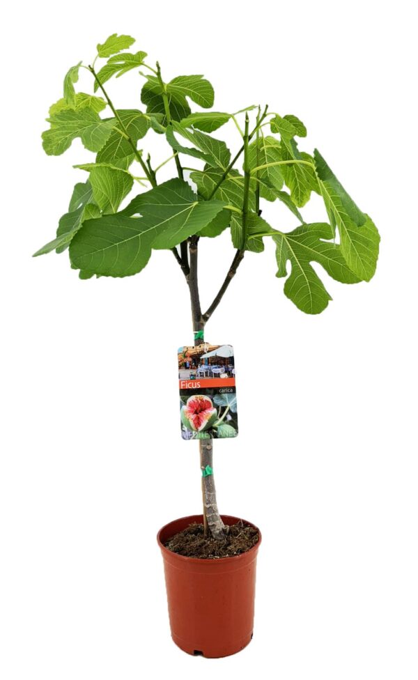 Ficus Carica