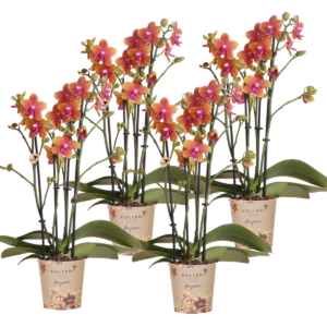 Phalaenopsis orchideeën - Oranje | 4 stuks