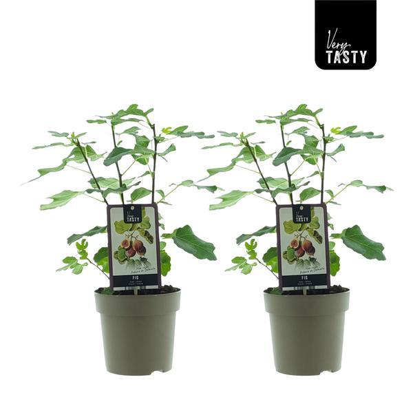 Ficus Precose De Dalmatie | 2 stuks