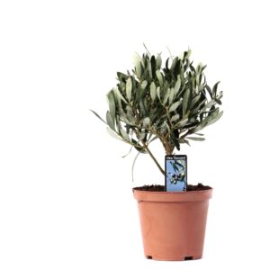 Olea olijfboom op stam