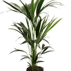 thumbnail_6000-78.jpg Howea Forsteriana - Kentia palm