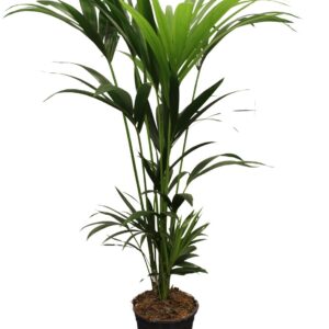 thumbnail_6000-79.jpg Howea Forsteriana - Kentia palm