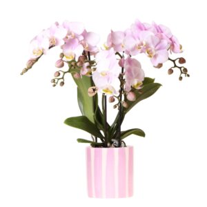 Roze orchidee Portugal in Painted Stripe pot roze