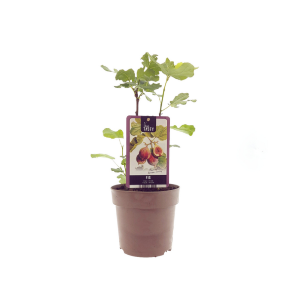 thumbnail_6000-13.png Ficus Brown Turkey - Vijgenplant