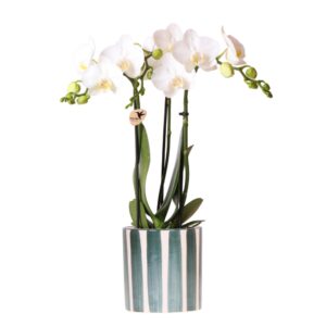 Witte Phalaenopsis orchidee Amabilis in Painted Stripe pot groen