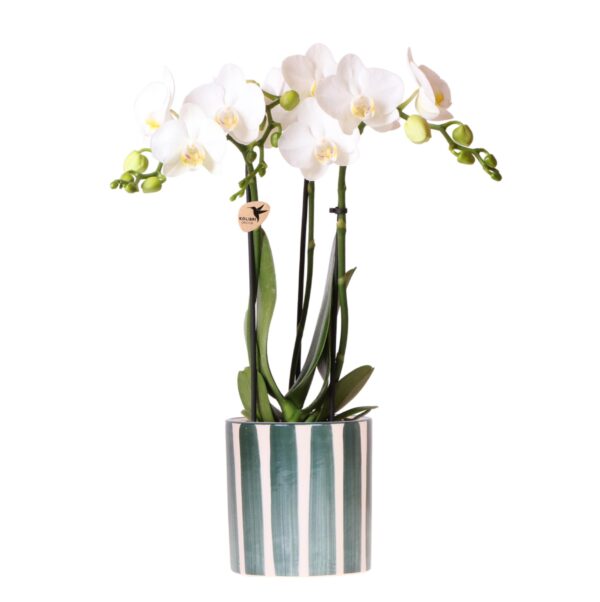 thumbnail_6000-133.jpg Witte Phalaenopsis orchidee Amabilis in Painted Stripe pot groen