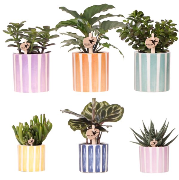 thumbnail_6000-134.jpg Mix van succulenten in Painted Stripe sierpotten