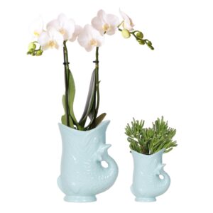 Planten set Fish Turquoise | Set met witte Phalaenopsis orchidee Amabilis en groene plant Succulent Crassula Hobbit