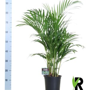thumbnail_6000-143.jpg Dypsis Lutescens - Areca palm