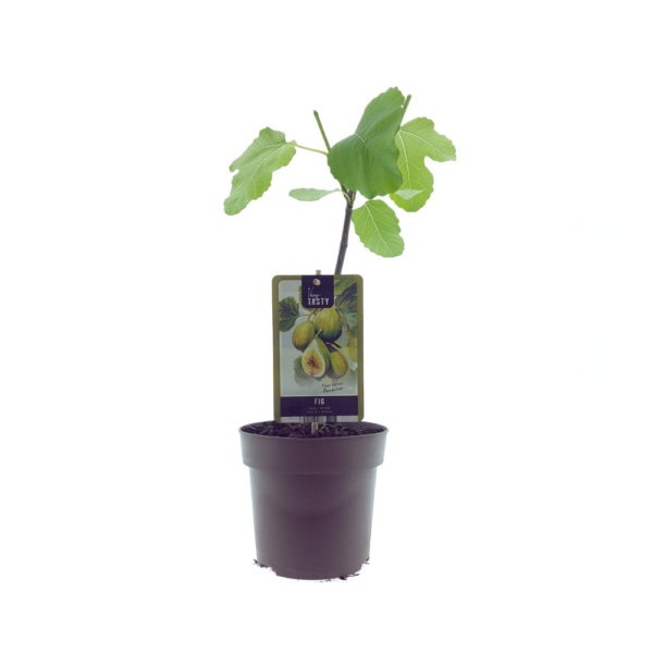 thumbnail_6000-15.png Ficus Panachee - Vijgenplant