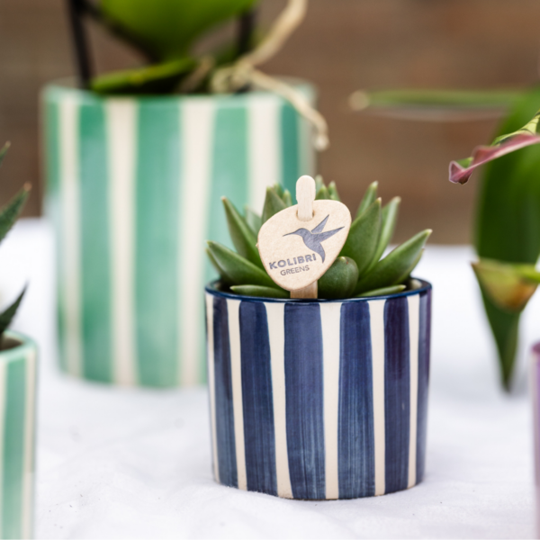 thumbnail_6000-33.png Mix van succulenten in Painted Stripe sierpotten