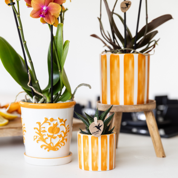 thumbnail_6000-5.png Oranje Phalaenopsis orchidee Jamaica in Painted Stripe pot oranje