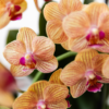 Oranje Phalaenopsis orchidee Jamaica in Painted Stripe pot oranje