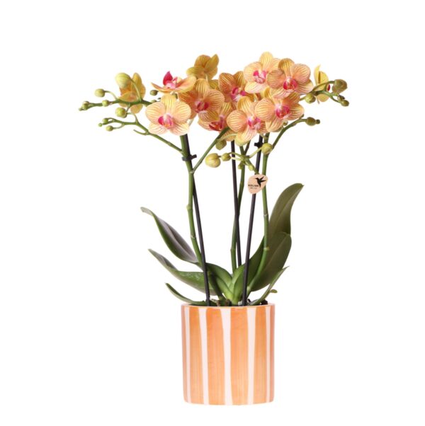 thumbnail_6000-70.jpg Oranje Phalaenopsis orchidee Jamaica in Painted Stripe pot oranje