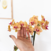 Oranje Phalaenopsis orchidee Jamaica in Painted Stripe pot oranje