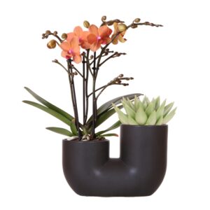 Set van oranje orchidee Bolzano en succulent in Tube sierpot black