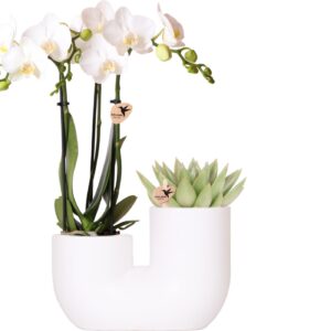 Set van witte orchidee Amabilis en succulent in Tube sierpot wit