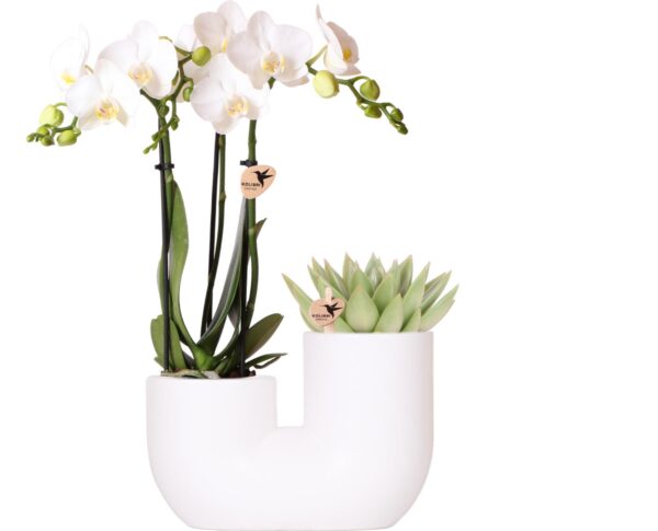 thumbnail_6000-112.jpg Set van witte orchidee Amabilis en succulent in Tube sierpot wit