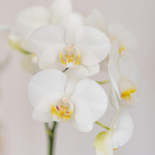 thumbnail_6000-113.jpg Set van witte orchidee Amabilis en succulent in Tube sierpot wit
