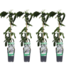 Clematis armandii | 4 stuks