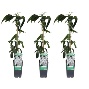 thumbnail_6000-22.png Clematis armandii | 3 stuks