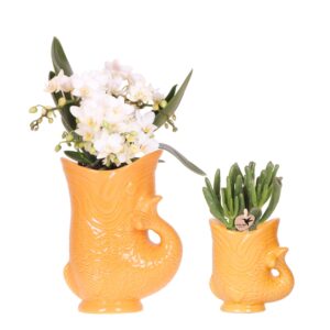 Set van witte orchidee Nazaré en succulent in Fish sierpot oranje