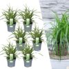 Carex morrowi 'Ice Dance' | 6 stuks