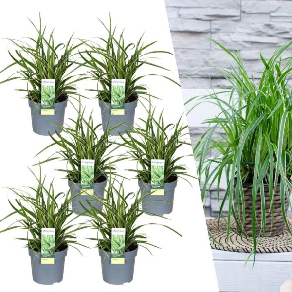 thumbnail_6000-43.jpg Carex morrowi 'Ice Dance' | 6 stuks