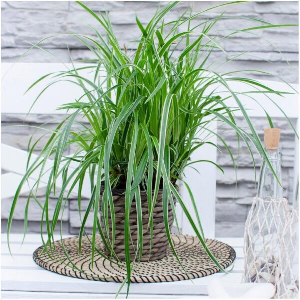 thumbnail_6000-44.jpg Carex morrowi 'Ice Dance' | 6 stuks