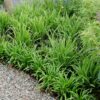 Carex morrowi 'Ice Dance' | 6 stuks