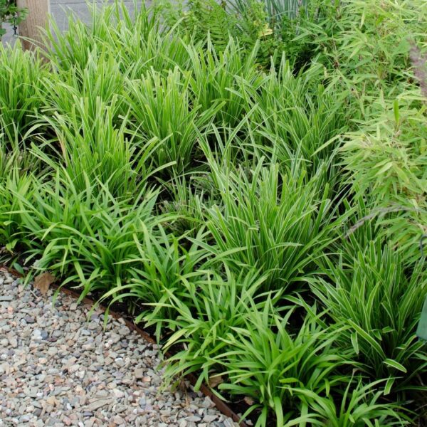 thumbnail_6000-45.jpg Carex morrowi 'Ice Dance' | 6 stuks
