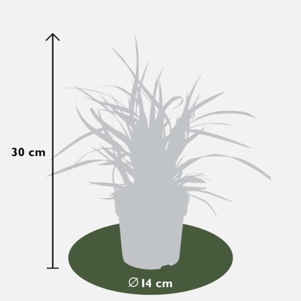 thumbnail_6000-46.jpg Carex morrowi 'Ice Dance' | 6 stuks
