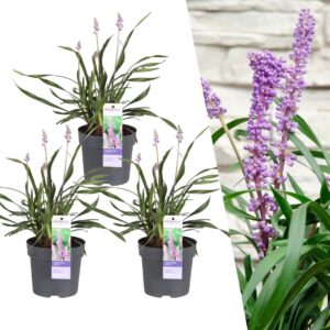 thumbnail_6000-47.jpg Liriope muscari 'Ingwersen' | 3 stuks