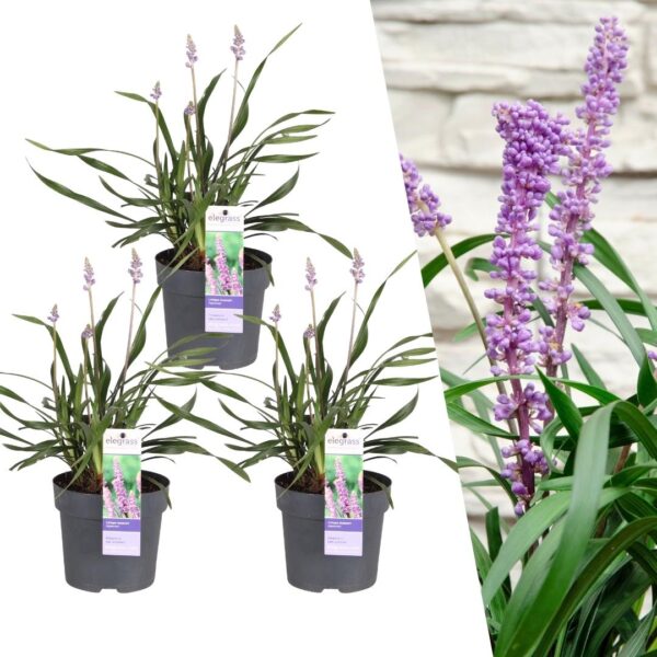 thumbnail_6000-47.jpg Liriope muscari 'Ingwersen' | 3 stuks