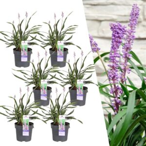 thumbnail_6000-51.jpg Liriope muscari 'Ingwersen' | 6 stuks