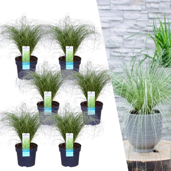 thumbnail_6000-71.jpg Carex comans 'Frosted Curls' | 6 stuks
