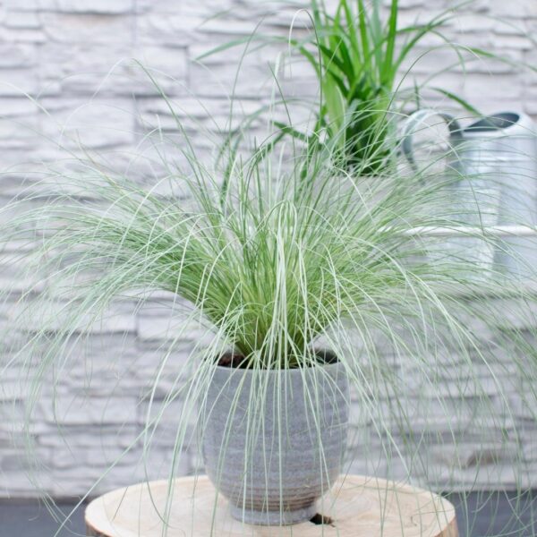 thumbnail_6000-72.jpg Carex comans 'Frosted Curls' | 6 stuks